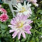Dahlia × cultorum Λουλούδι