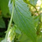 Campanula alliariifolia Blatt