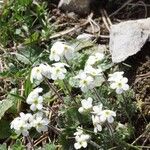 Androsace obtusifolia Flor