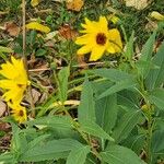 Helianthus tuberosus Flower