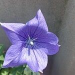 Campanula carpatica Кветка