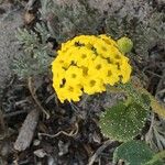 Abronia latifolia Habit