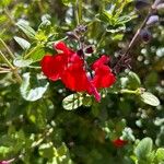 Salvia greggii Cvet