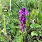 Polygala comosaFlower