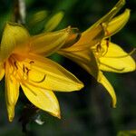 Hemerocallis middendorffii Kvet