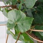 Begonia minor Leaf