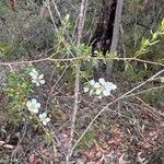 Leptospermum laevigatum Blomma