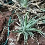 Tillandsia aeranthos 葉