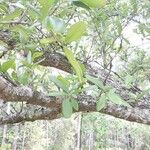 Quercus fusiformis Leaf