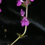 Pedicularis gracilis Yeri