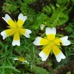 Limnanthes douglasii Flower