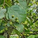 Alnus incana Fruit