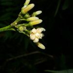 Conchocarpus guyanensis Blomst