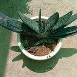 Gasteria excelsa Hostoa