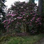 Rhododendron × geraldii عادت داشتن