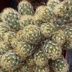 Mammillaria elongata Ліст