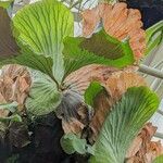 Platycerium elephantotis Leaf