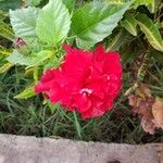 Hibiscus mutabilis Blodyn