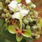 Afzelia bipindensis Flor