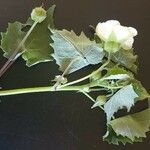 Abutilon grandiflorum Leaf