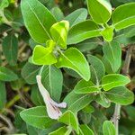 Barleria volkensii Leaf