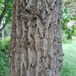 Oxydendrum arboreum кора