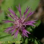 Centaurea jordaniana 花