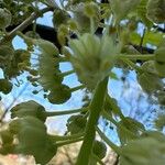 Acer macrophyllum 花
