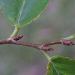 Ulmus serotina Rinde