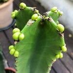 Euphorbia ingens List