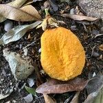 Passiflora laurifolia Fruit