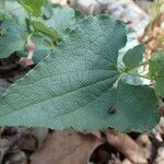 Aristolochia pistolochia Blad