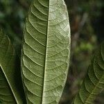 Duguetia eximia Hoja
