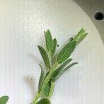 Cytisus decumbens Hoja