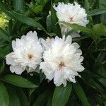 Paeonia officinalis Flor