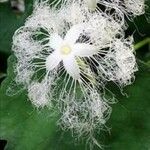 Trichosanthes cucumerina Flor