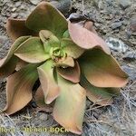 Aeonium nobile 形態