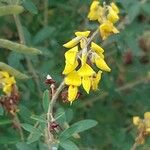 Cytisus nigricans Flower