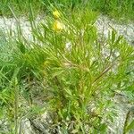 Ranunculus arvensis Habit