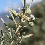 Cneorum pulverulentum Diğer