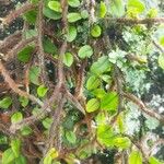 Microgramma vacciniifolia 葉