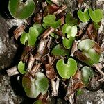 Adiantum reniforme Хабит