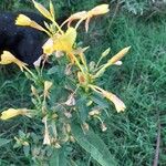 Oenothera parviflora Квітка