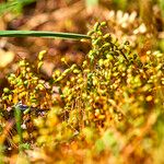 Cuscuta salina ᱛᱟᱦᱮᱸ