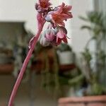 Pachyphytum oviferum Fleur
