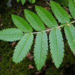 Sorbus aucuparia Ліст