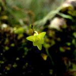 Taeniophyllum hirtum Blüte