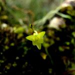 Taeniophyllum hirtum Flower