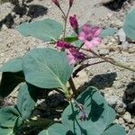 Cycladenia humilis 整株植物