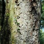 Nectandra lanceolata Bark